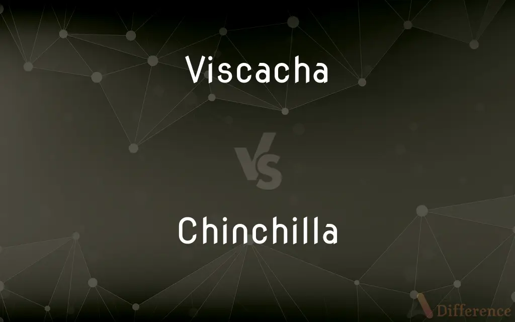 Viscacha vs. Chinchilla — What's the Difference?