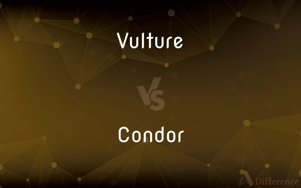 Vulture vs. Condor — What's the Difference?