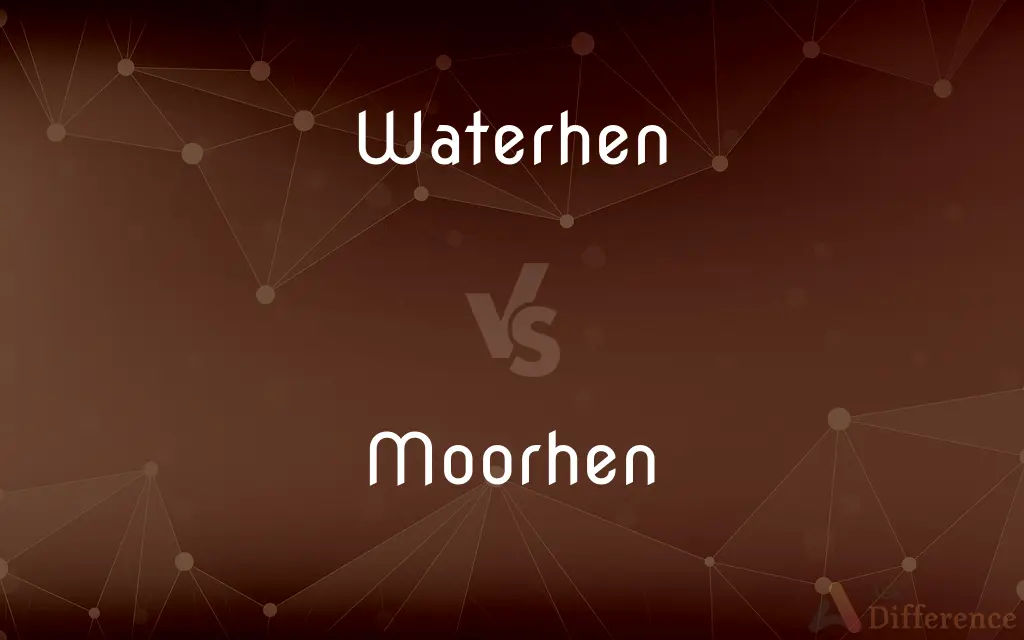 Waterhen vs. Moorhen — What's the Difference?