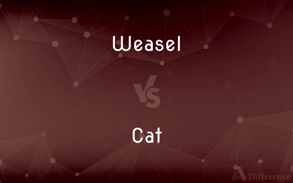 Weasel vs. Cat — What's the Difference?