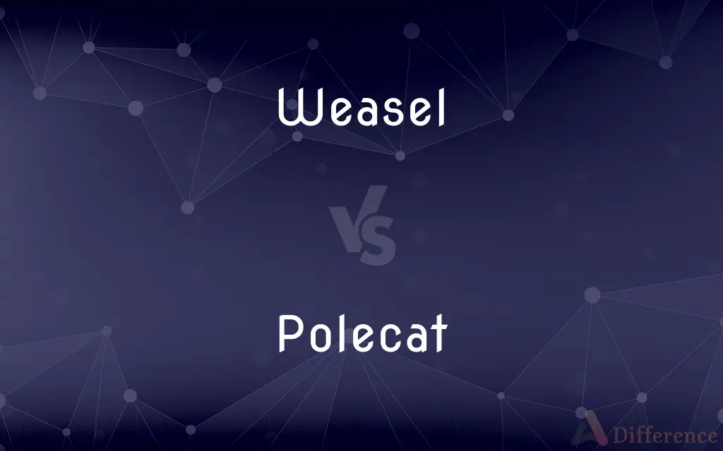 Weasel vs. Polecat — What's the Difference?