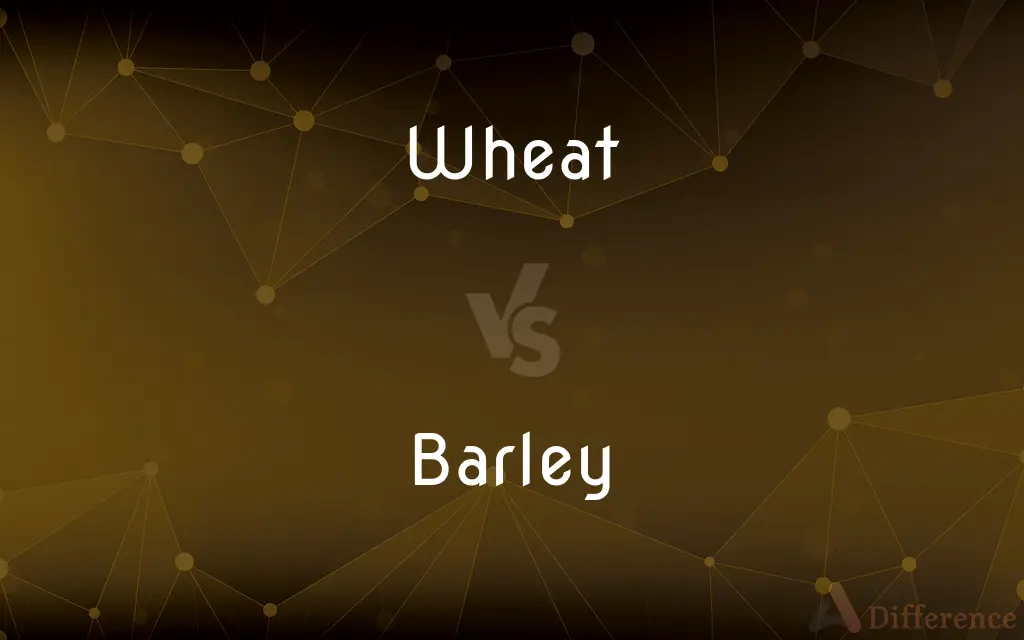 Wheat vs. Barley — What's the Difference?