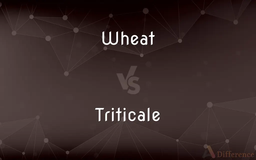 Wheat vs. Triticale — What's the Difference?