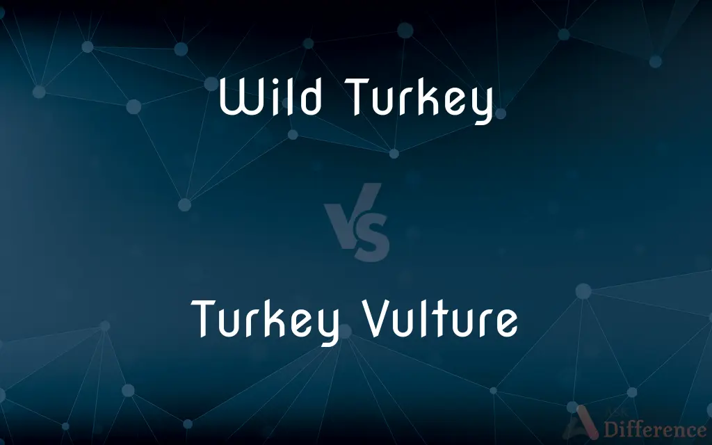 Wild Turkey vs. Turkey Vulture — What's the Difference?