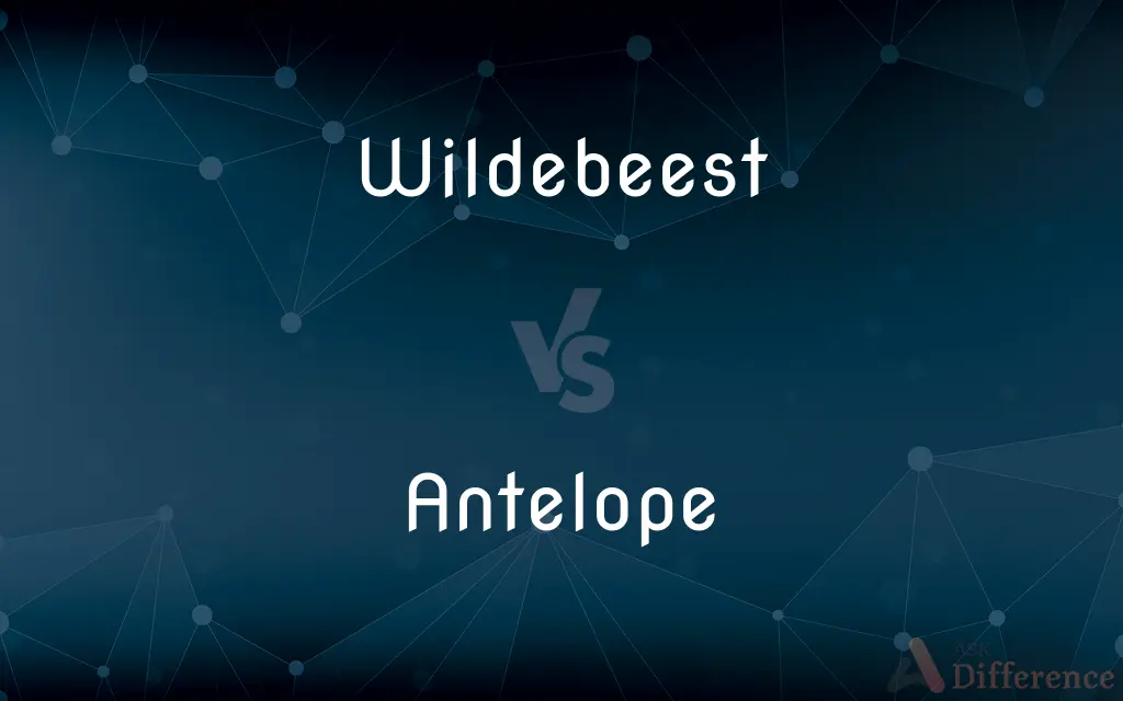 Wildebeest vs. Antelope — What's the Difference?