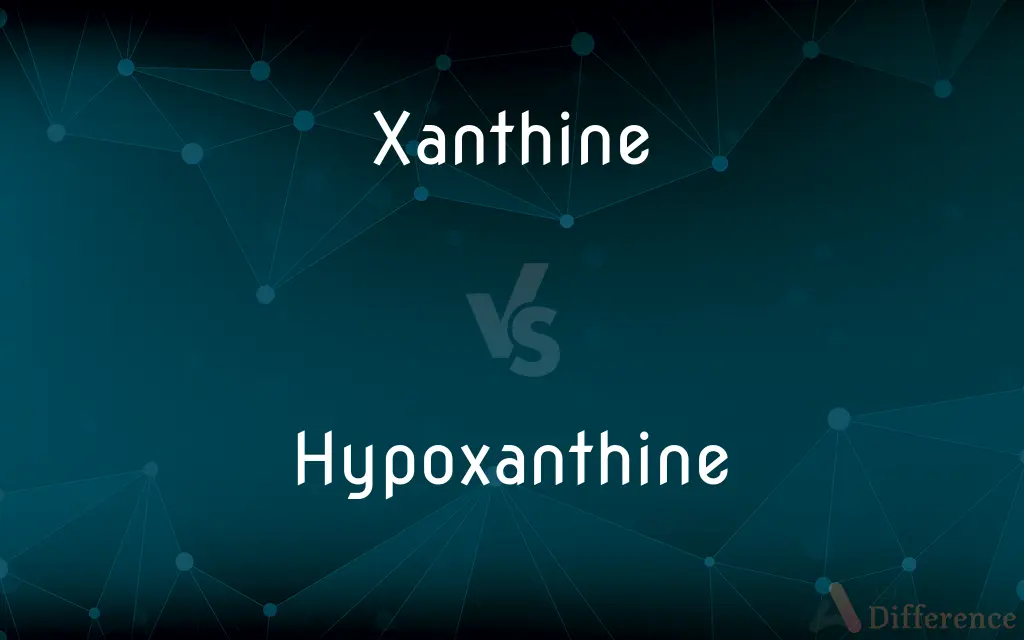 Xanthine vs. Hypoxanthine — What's the Difference?