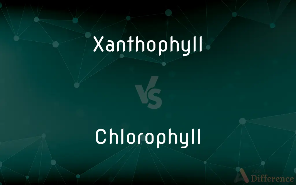 Xanthophyll vs. Chlorophyll — What's the Difference?