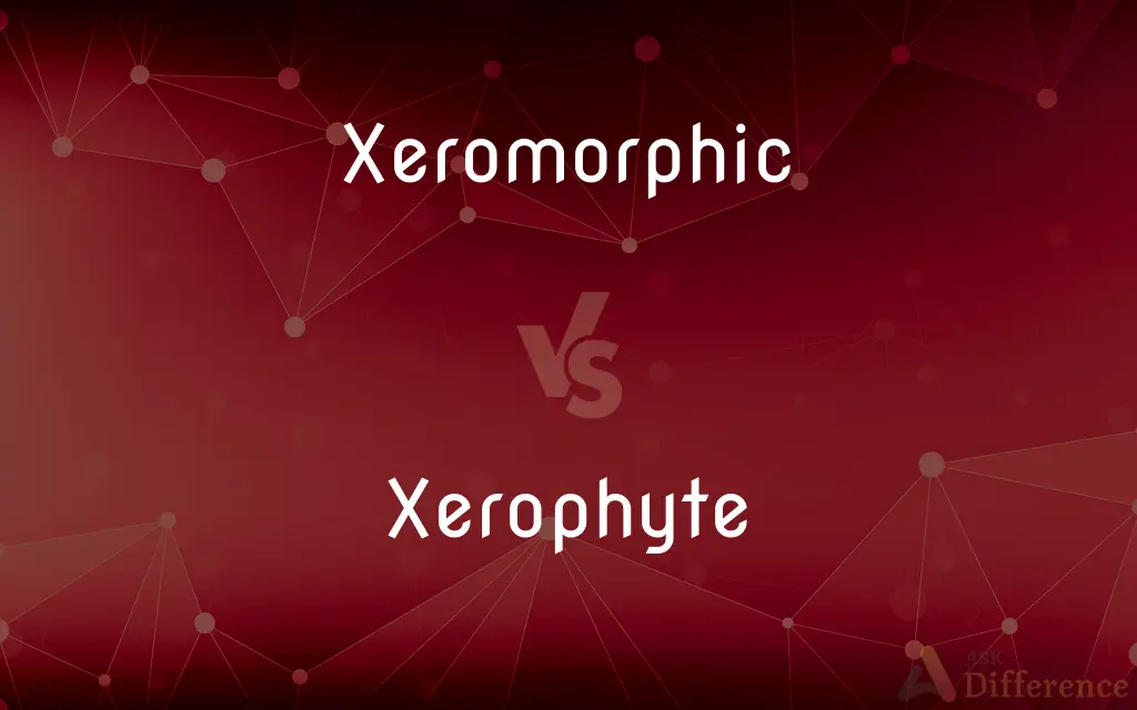 Xeromorphic vs. Xerophyte — What's the Difference?