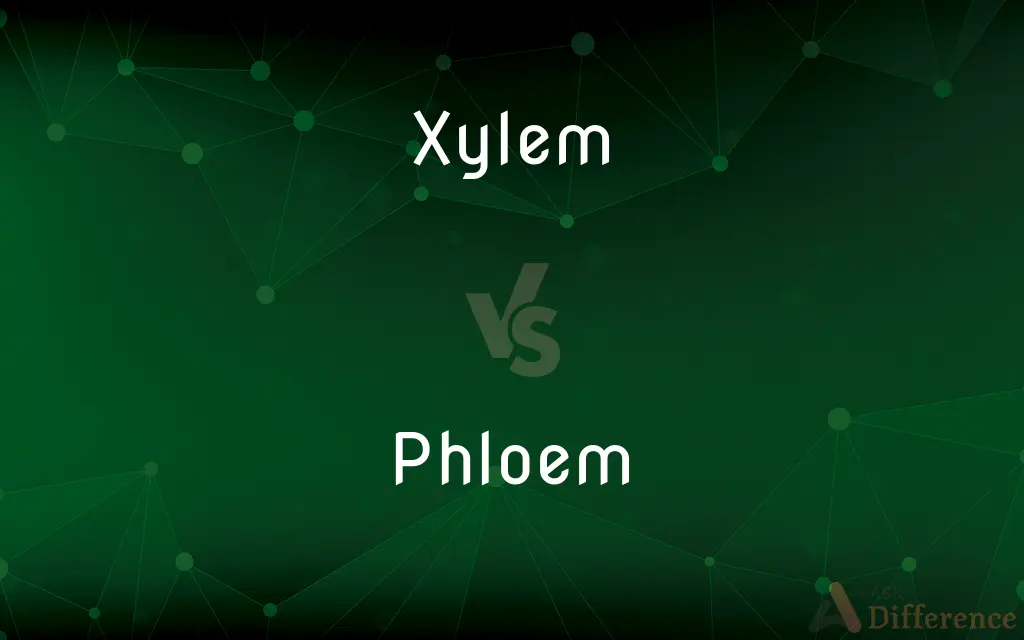 Xylem vs. Phloem — What's the Difference?