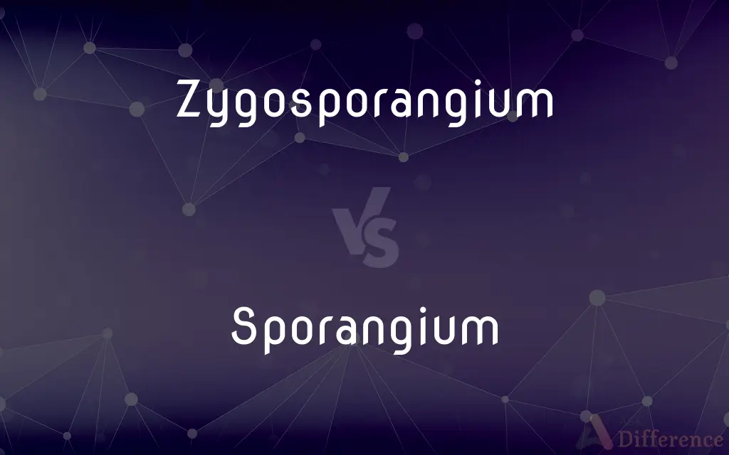 Zygosporangium vs. Sporangium — What's the Difference?