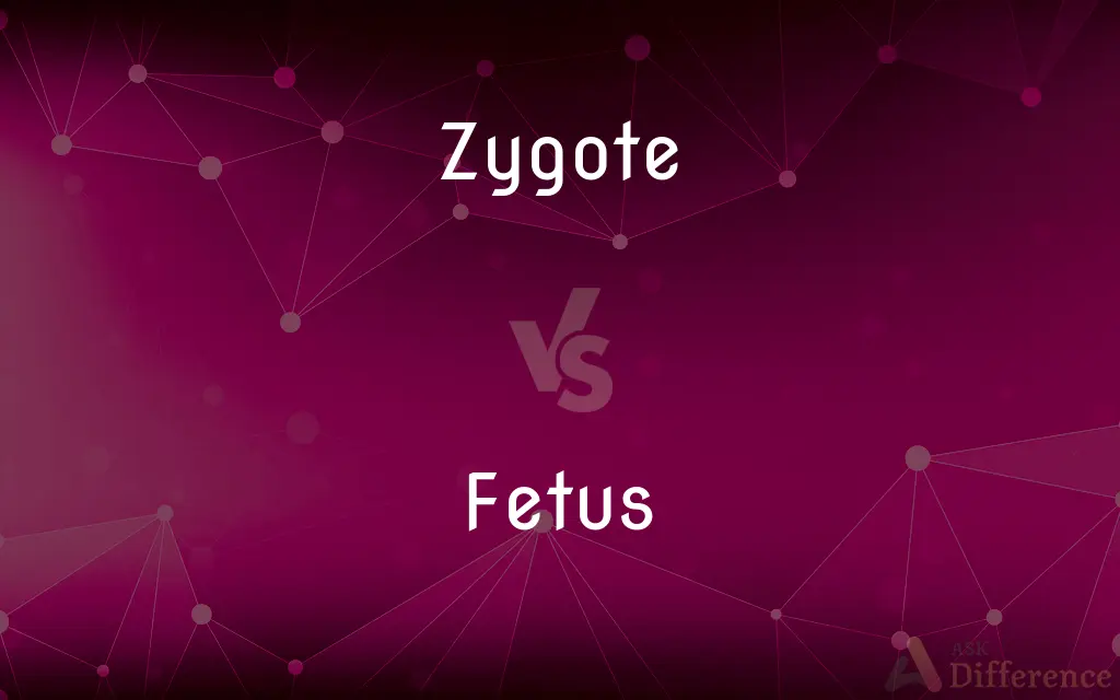 Zygote vs. Fetus — What's the Difference?